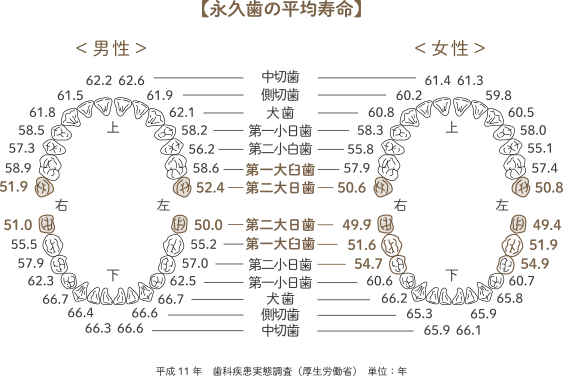 春日井市八光町・ももはな歯科クリニック・永久歯の平均寿命